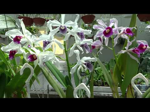 Видео: Цветение Laelia purpurata , Coelogyne asperata,Brassocattleya Felipe Haje