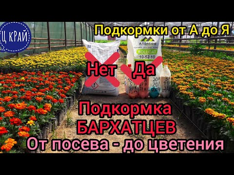 Видео: Подкормка Бархатцев от посева до цветения. Чем не рекомендую кормить. ПРАВИЛЬНАЯ ПОДКОРМКА от А до Я