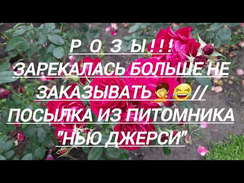 Видео: 241#Розы!!! Посылка с новинками из питомника "Нью Джерси"//02.10.25🥀🥀🥀🥀🥀