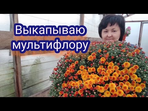 Видео: Хризантема мультифлора. Выкапываю из грунта, пересаживаю в горшки. попробую устроить ей стресс🤭