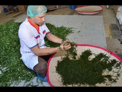 Видео: Из Кипрея в Иван-чай. Все этапы производства. Копорский чай. Бизнес.