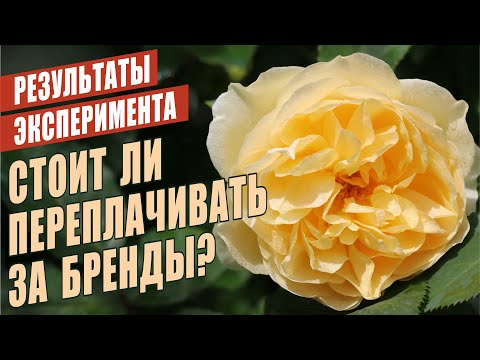 Видео: СТОИТ ЛИ ПЕРЕПЛАЧИВАТЬ ЗА БРЕНДЫ? РЕЗУЛЬТАТЫ ЭКСПЕРИМЕНТА