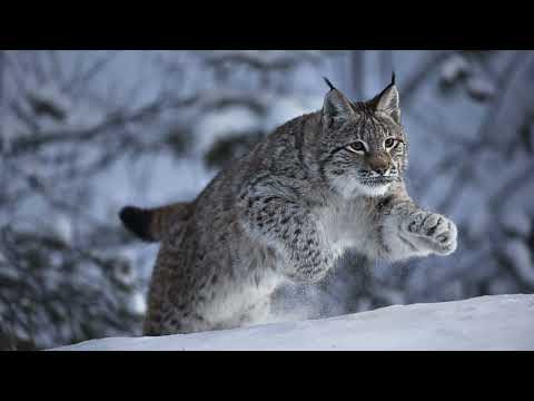 Видео: О рыси