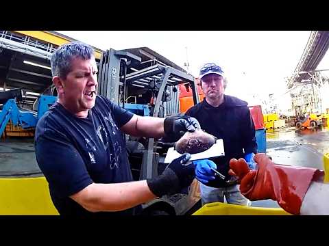 Видео: 500 НЕЗАКОННЫХ ДАНДЖЕНЕССКИХ КРАБОВ и очень противный капитан