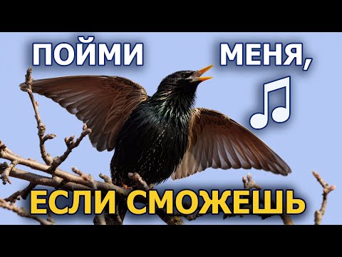 Видео: Как скворец-пересмешник подражает #ГолосаПтиц 11