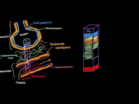 Видео: Переход кислорода из альвеол в капилляры