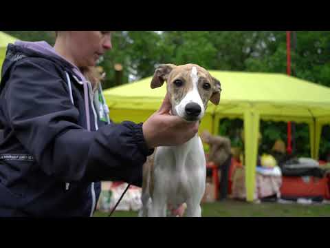 Видео: Мир Борзых 2023. Беби, Щенки