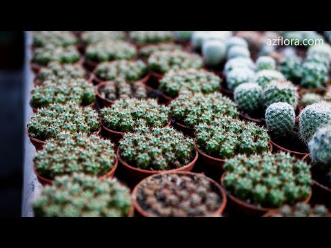 Видео: РАЗМНОЖЕНИЕ КАКТУСОВ СЕМЕНАМИ