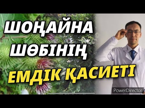 Видео: КҮНІНЕ БІР ШӨП ДӘРІ ТАНЫ 2 | ТҮЙЕ ЖАПЫРАҚ ( ШОҢАЙНА ) ШӨБІНІҢ ЕМДІК ҚАСИЕТІ