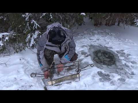 Видео: Проверка капканов на бобра с приманкой.