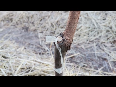 Видео: Как зимовала  хурма Жемчужина.