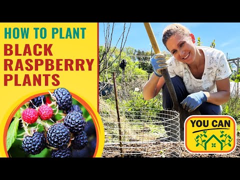 Видео: Как сажать чёрную малину? Вот секрет, который вам нужно знать!