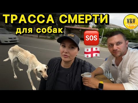 Видео: ШОК! 300 собак из Грузии в Испании и США