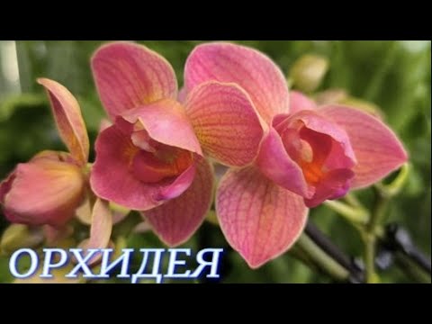 Видео: №1128/ КРАСИВЫЕ орхидеи в маг. ОРХИДЕЯ