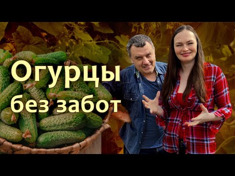 Видео: 3 секрета беззаботных огурцов Видеошкола Дачного агронома