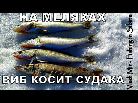 Видео: ВИБ КОТОРЫЙ КОСИТ СУДАКА. ЛОВЛЯ СУДАКА НА МЕЛЯКАХ.