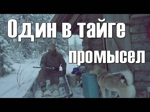 Видео: Промысел 2021,один в тайге,зимовье,быт,вдали от цивилизации #1