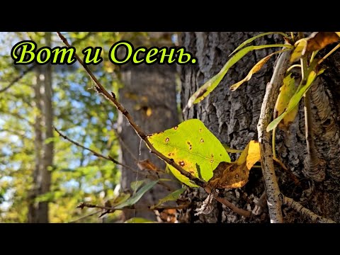 Видео: Вот и Осень.