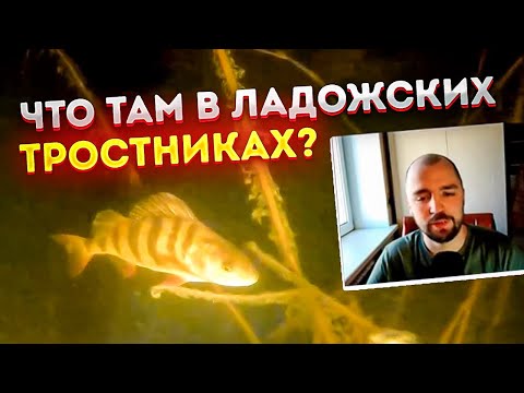 Видео: Что там в ладожских тростниках? май 2022.