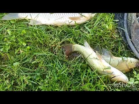 Видео: Линь в пруду это разочарование...и вот почему..