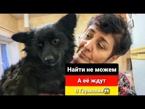 Видео: У нас сбежали 4 собаки за день😭 Дора в Том числе😱