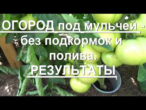 Видео: 87. Огород под мульчей - без подкормок и болезней. РЕЗУЛЬТАТЫ.