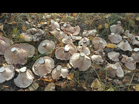 Видео: Грузди в осиннике. Груздь тополевый. Грибы октября