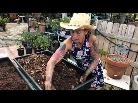 Видео: Розы пустыни не любят, когда их ноги касаются дна.