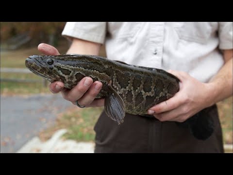 Видео: Ilonbosh baliq sotuvda Илонбош +998