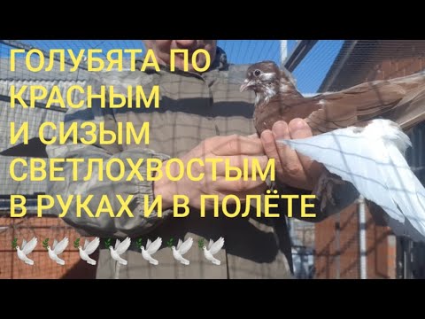 Видео: Красные и синие свелохвостые голубята сезона 2023. Обзор в руках и в полёте. Николаеские голуби.