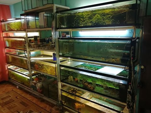 Видео: Остановите меня.Обзор.Новая аквариумная стойка.Старая стойка моя. Продажа рыбок.Разводня растёт.