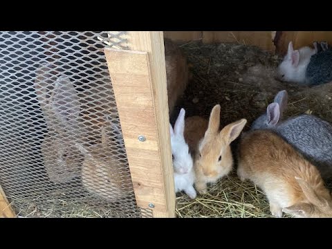 Видео: Обзор крольчат🐰🎀крольчатам 25 дней🎀🫶🏻🐰✨