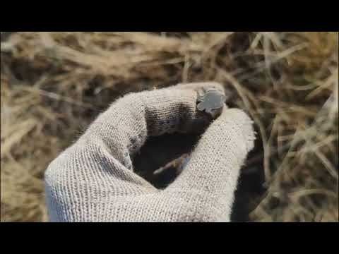 Видео: Осенний коп возле небольшого озерца