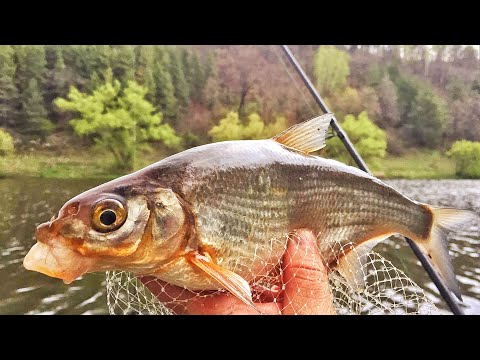 Видео: Рыбалка на Реке Красивая Меча. Путешествие. Фидер.