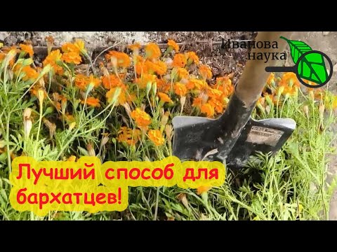 Видео: ЛУЧШИЙ СПОСОБ ИСПОЛЬЗОВАТЬ БАРХАТЦЫ С ПОЛЬЗОЙ. Просто сделайте это с тагетесом осенью и класс!