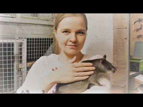 Видео: Гигантские крысы из Африки. Giant rat from Africa