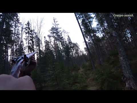 Видео: КАК ДОБЫТЬ ГЛУХАРЯ НА ТОКУ КОГДА ОНИ НЕ ПОЮТ//ГЛУХАРИННЫЙ ТОК.