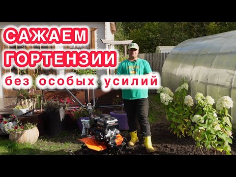 Видео: Посадка гортензий и испытания нового мотоблока