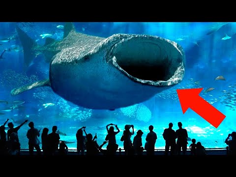 Видео: 10 Самых Больших Аквариумов в Мире