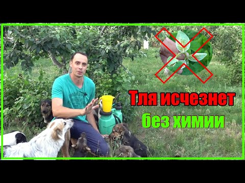 Видео: ЗАМУЧИЛА ТЛЯ? ОБРАБОТАЙТЕ ЭТИМ И ЗАБУДЬТЕ О ТЛЕ НАВСЕГДА