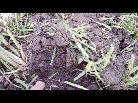 Видео: Смело сеем прямо в стерню ржи новой сеялкой Tume