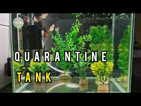 Видео: Как организовать КАРАНТИННЫЙ РЕЗЕРВУАР — дешево и просто!