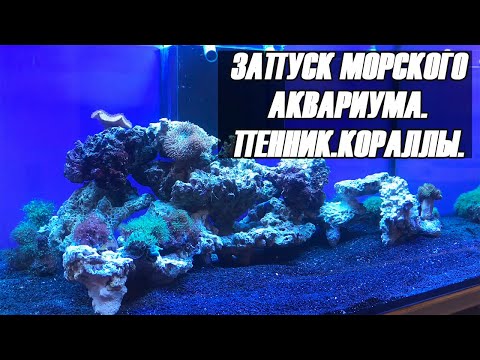 Видео: Запуск морского аквариума. Включение пенника.Первые кораллы.