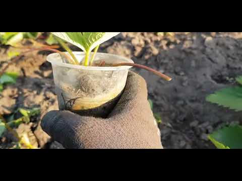 Видео: На календаре осень а у меня продолжается лето. 