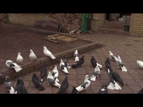 Видео: Голуби Вячеслава Невского Про голубей часть1