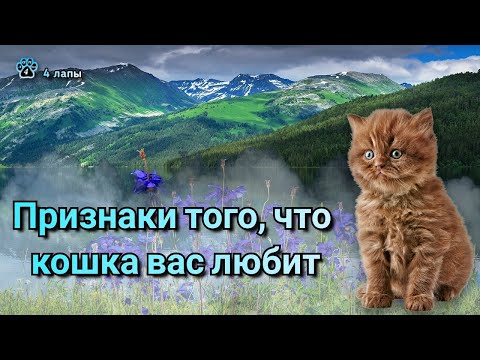 Видео: Признаки того, что кошка вас любит