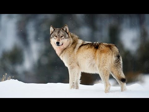 Видео: Цікавинки про тварин. Вовк