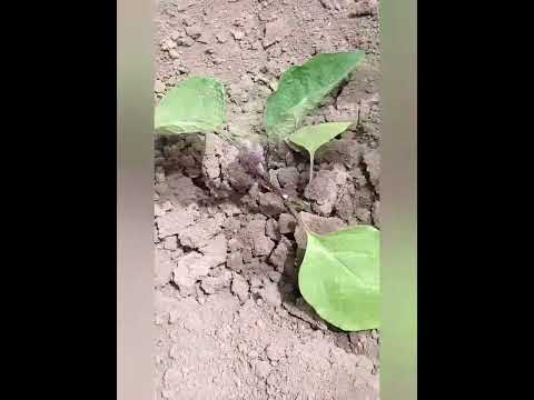 Видео: 27.04.24 год Вертимек для чего!