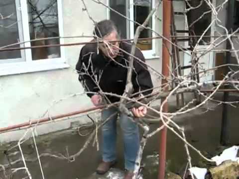 Видео: Обрезка актинидии часть 1