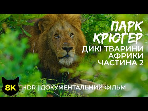 Видео: Дика природа Африки – Епізод 2 | 8K HDR Документальний фільм про тварин Парку Крюґер (з музикою)